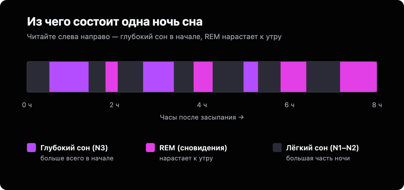 Лента одной ночи, разбитая на блоки по фазам: блоки глубокого сна крупнее в начале ночи, блоки REM удлиняются к утру, а лёгкий сон занимает большую часть остального времени.