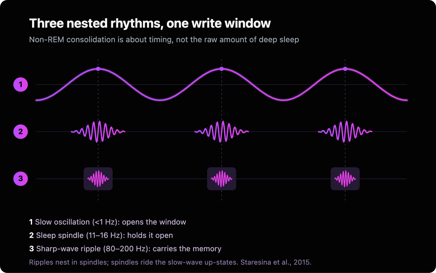 Diagram of nested sleep rhythms: a slow oscillation under 1 Hz, with sleep spindles at 11 to 16 Hz nested inside it, and fast sharp-wave ripples nested inside the spindles, illustrating the timing hierarchy of memory consolidation during non-REM sleep.