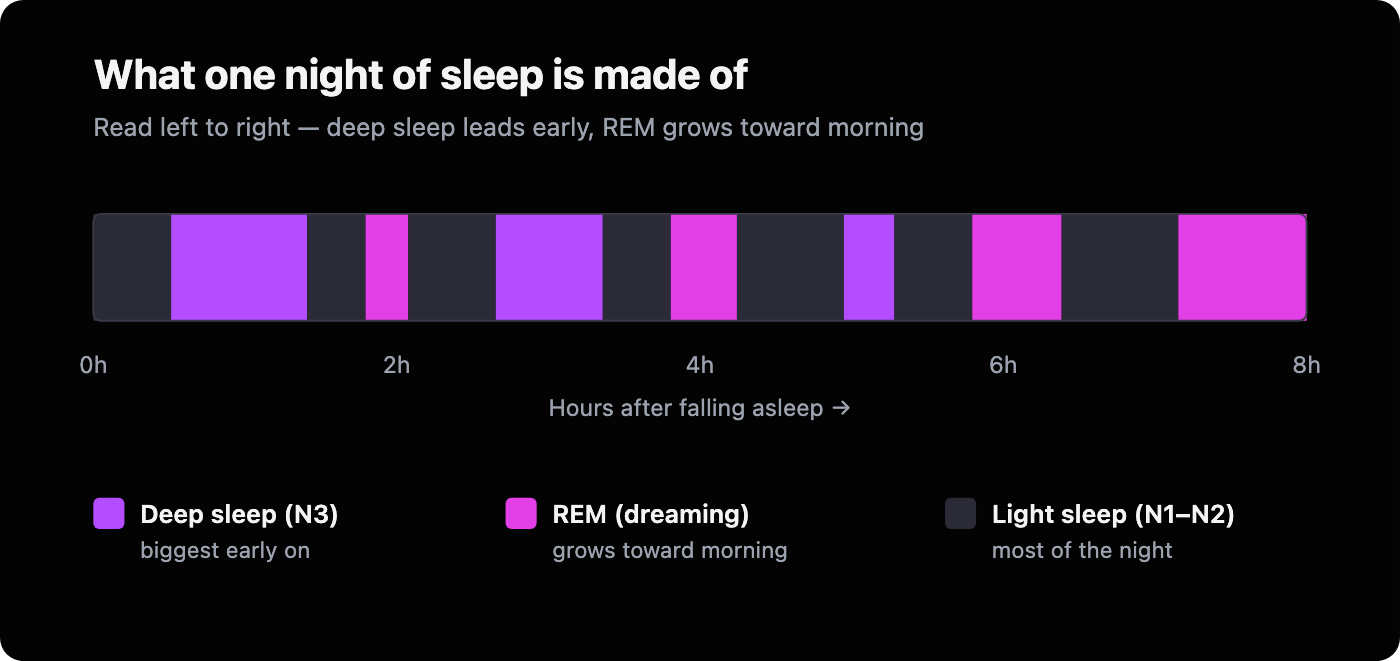 Timeline of one night split into blocks by stage: deep sleep blocks are largest early in the night, and REM blocks grow longer toward morning, with light sleep filling most of the rest.