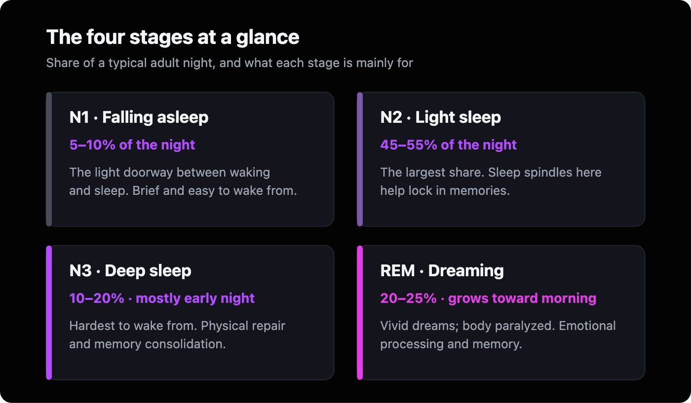 Four cards summarizing the sleep stages: N1 (5-10%, falling asleep), N2 (45-55%, light sleep), N3 (10-20%, deep sleep), and REM (20-25%, dreaming).