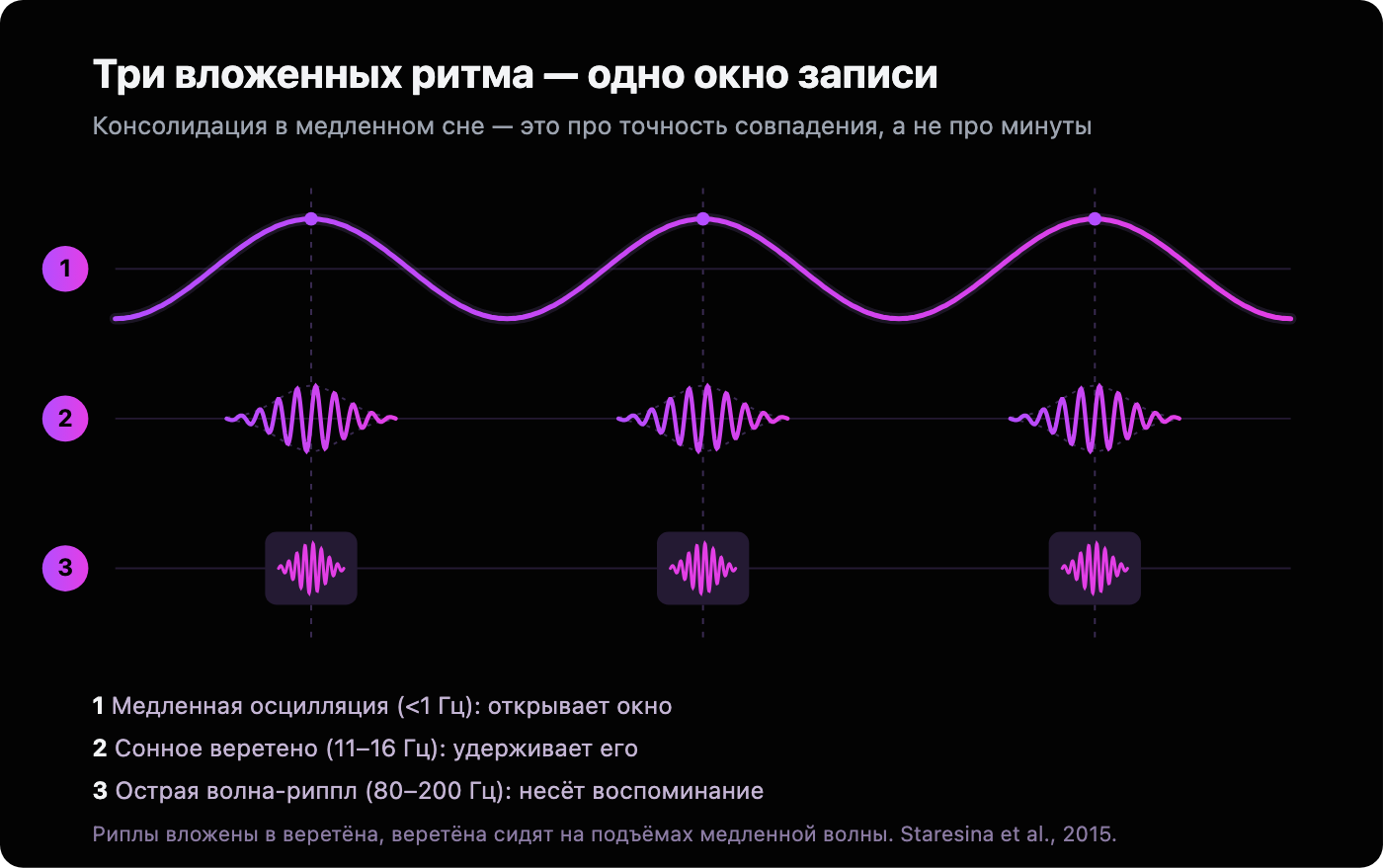 Схема вложенных ритмов сна: медленная осцилляция ниже 1 Гц, на её гребнях - сонные веретёна 11-16 Гц, а внутри веретён быстрые острые волны; временная иерархия консолидации памяти в медленном сне.