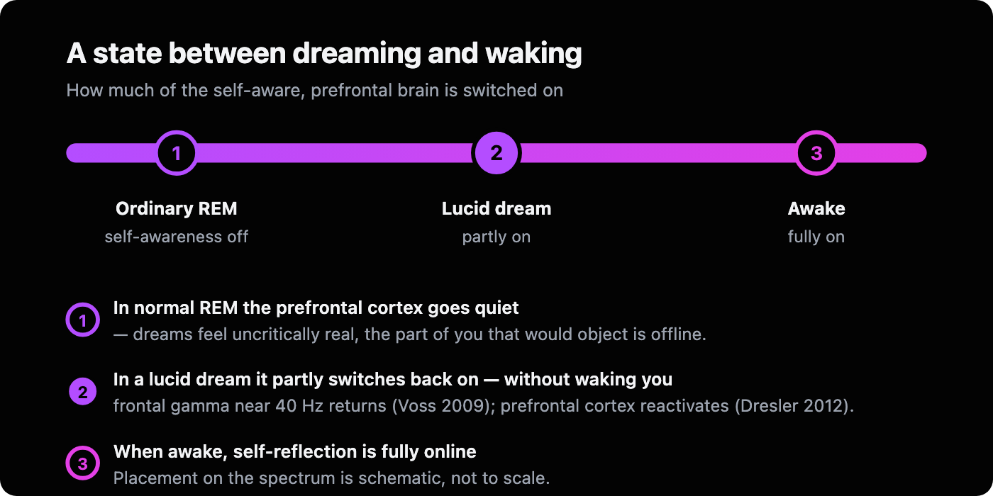 A spectrum from ordinary REM sleep to full waking, with lucid dreaming placed in between: prefrontal self-awareness is off in REM, partly on in lucid dreaming, and fully on when awake.